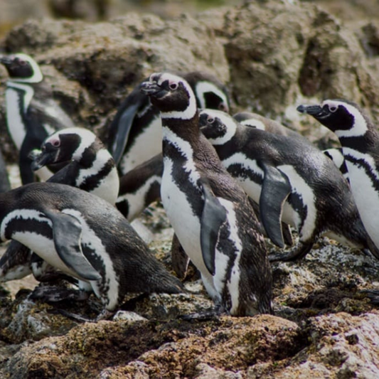 Punihuil penguin sighting tour, Ancud - Chiloé