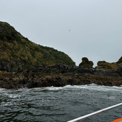 Punihuil penguin sighting tour, Ancud - Chiloé