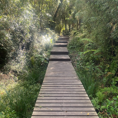 Trekking tour of the fascinating Alerce Andino National Park