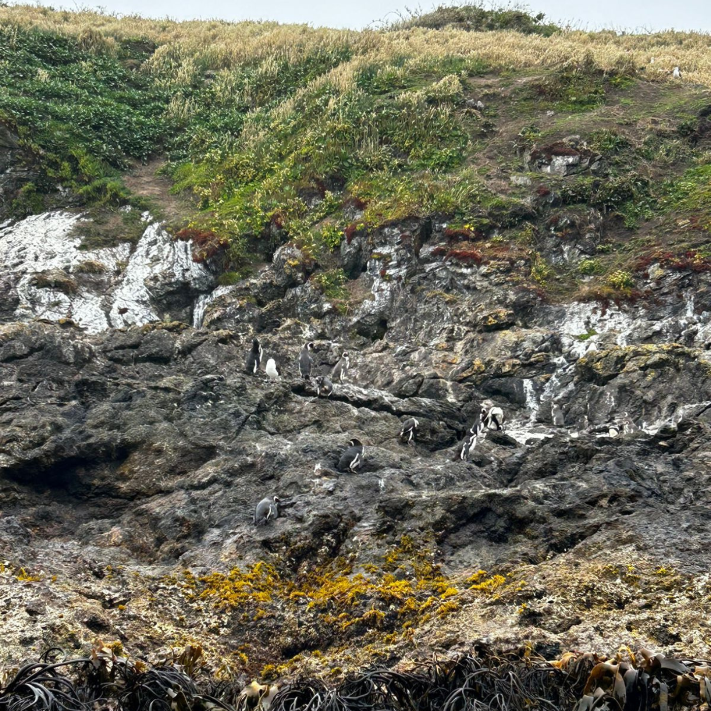 Punihuil penguin sighting tour, Ancud - Chiloé