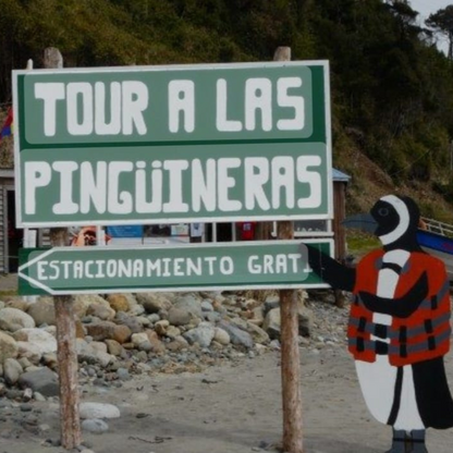 Punihuil penguin sighting tour, Ancud - Chiloé