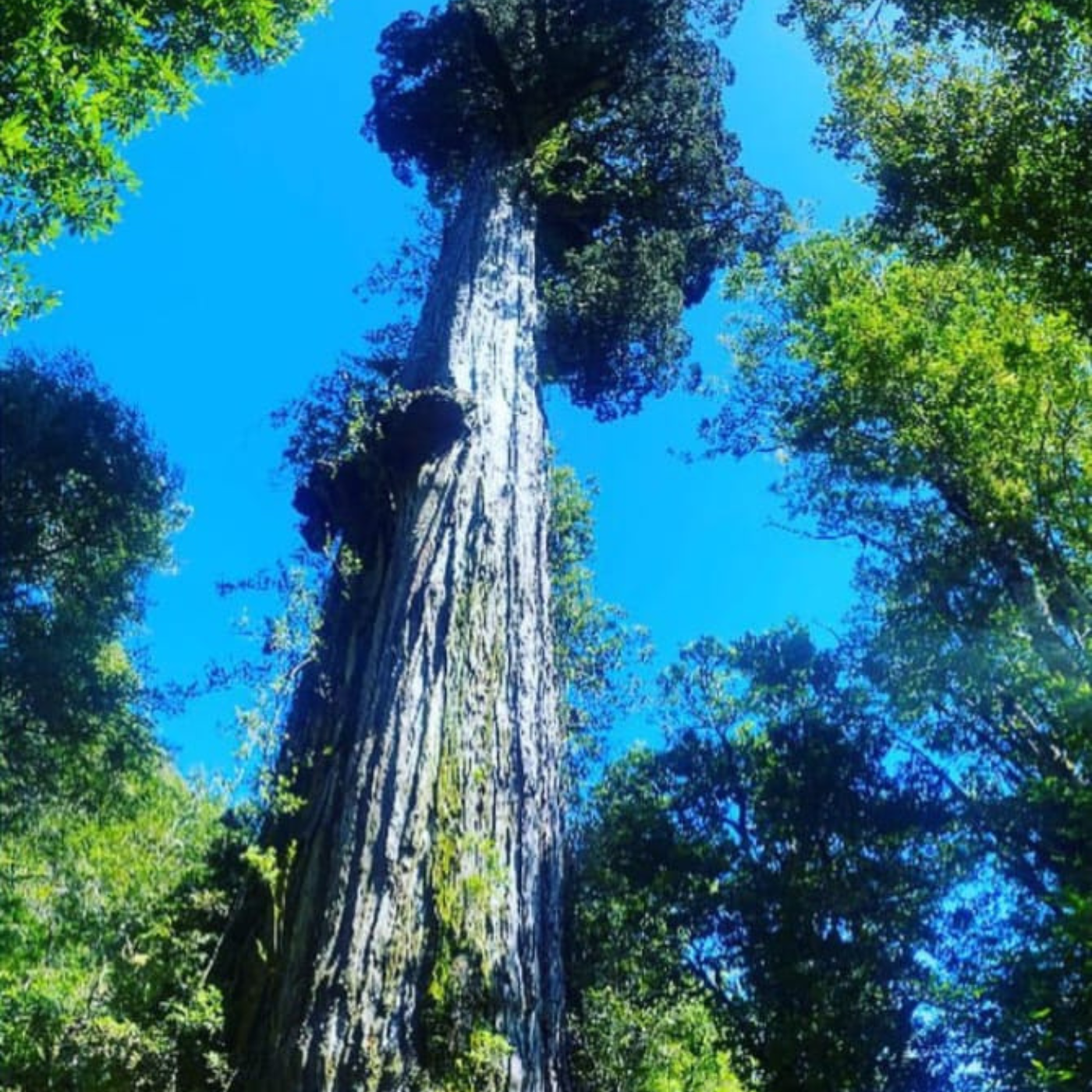 Trekking tour of the fascinating Alerce Andino National Park