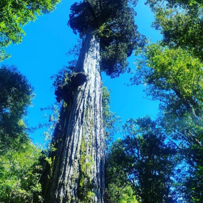 Trekking tour of the fascinating Alerce Andino National Park